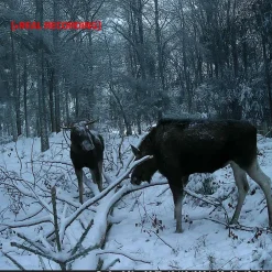 Nedis Foto Og Video|Kameraovervåking|Ultra HD viltkamera